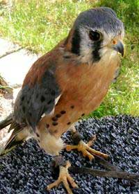 Captain Jack - Sparrow Hawk (Kestrel)