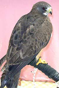 Maya - Swainson's Hawk (Buteo swainsoni)