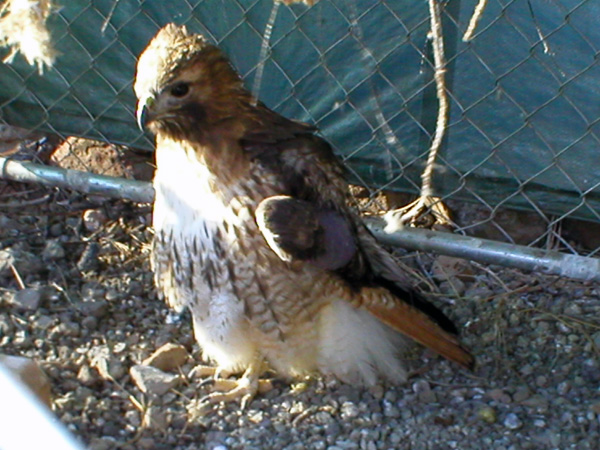 Pirate - Red Tailed Hawk (Buteo jamaicensis)