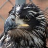 5-24-11 Daily Wildlife Picture Golden Eagle Profile