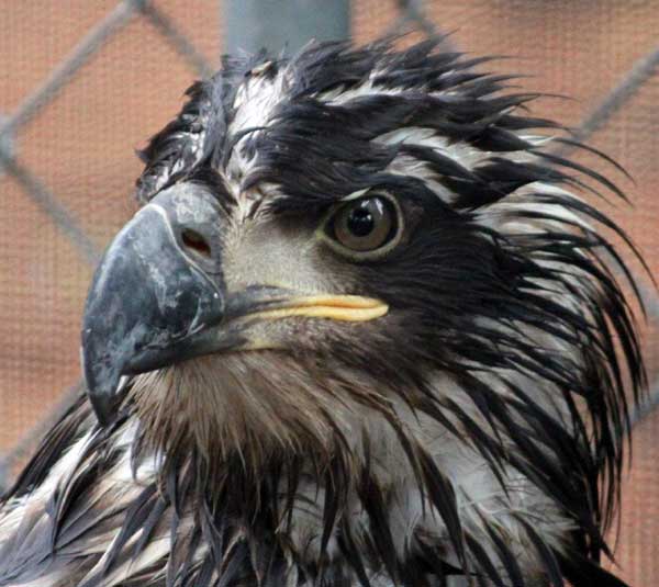 5-24-11 Daily Wildlife Picture Golden Eagle Profile