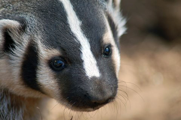 5-25-11 Daily Wildlife Picture Badger Face