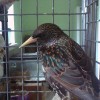 5-26-11 Daily Wildlife Picture European Starling