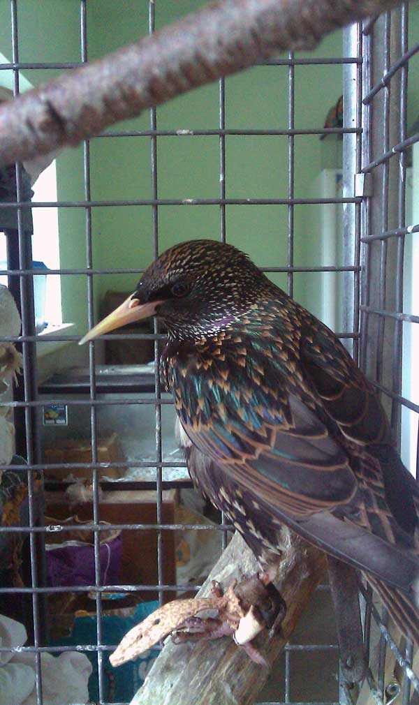 5-26-11 Daily Wildlife Picture European Starling