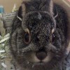 5-27-11 Daily Wildlife Picture Jack Rabbit Baby