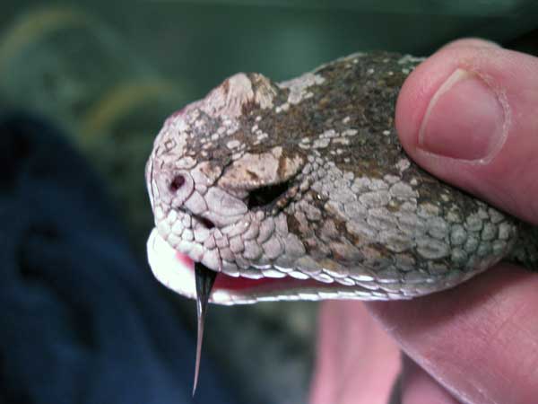 5-28-11 Daily Wildlife Picture Rattle Snake