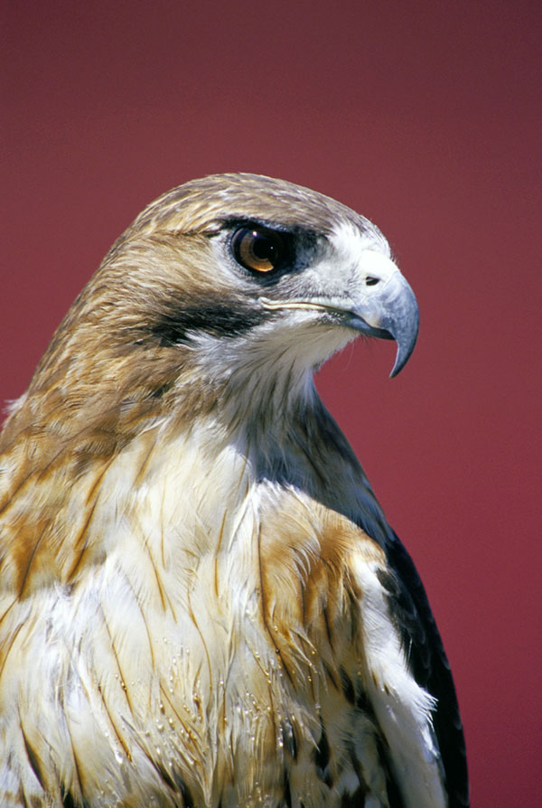 5-29-11 Daily Wildlife Picture Red Tail Hawk