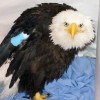 5-30-11 Daily Wildlife Picture Injured Bald Eagle