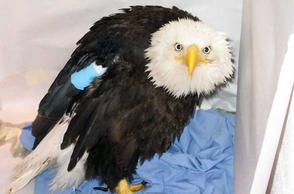 5-30-11 Daily Wildlife Picture Injured Bald Eagle
