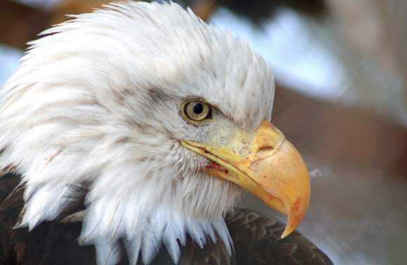 Bald Eagle