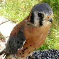 Captain Jack - Sparrow Hawk (Kestrel)