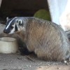 Dhru - American Badger