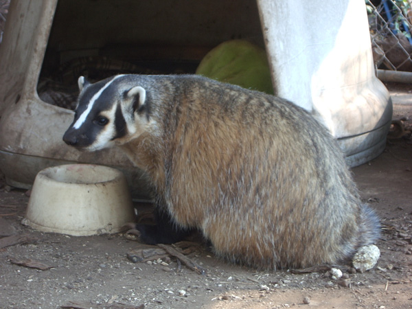 Dhru - American Badger