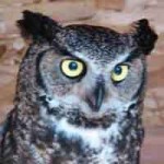 Ewok - Great Horned Owl (Bubo virginianus)