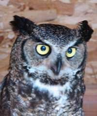 Ewok - Great Horned Owl