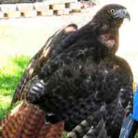 Gaea - Red Tail Hawk