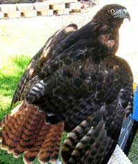 Gaea - Red Tail Hawk (Buteo jamaicensis)