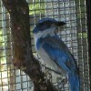 Leno - Scrub Jay