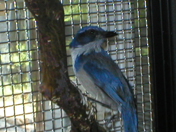 Leno - Scrub Jay (Aphelocoma californica)