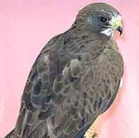 Maya - Swainson's Hawk