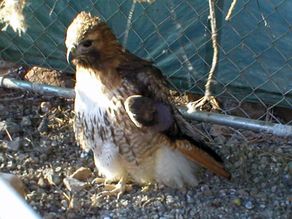 Pirate - Red-Tail Hawk