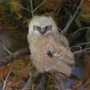 Sully - Great Horned Owl