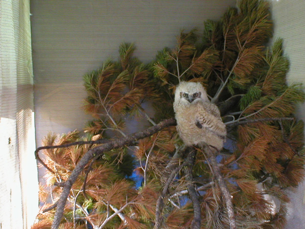 Sully - Great Horned Owl (Bubo virginianus)