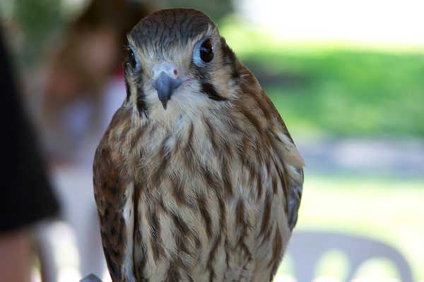 5-31-11 Daily Wildlife Picture Female American Kestrel