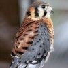 6-1-11 Daily Wildlife Picture Male American Kestrel