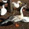 6-10-11 Daily Wildlife Picture Brown Chinese Goose and Pekin Ducks