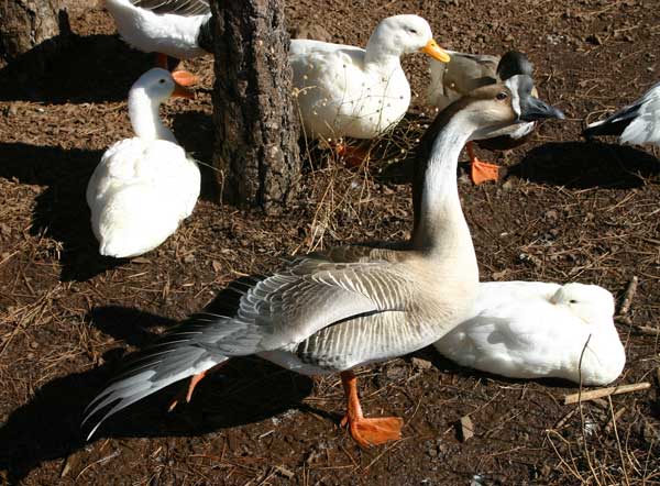 6-10-11 Daily Wildlife Picture Brown Chinese Goose and Pekin Ducks