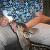 6-11-11 Daily Wildlife Picture White-Tailed Deer Fawn Bottle Feeding