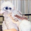 6-12-11 Daily Wildlife Picture Baby Kestrel