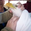 6-13-11 Daily Wildlife Picture Bald Eagle Exam