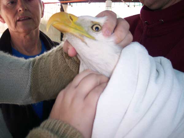 6-13-11 Daily Wildlife Picture Bald Eagle Exam