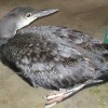 6-14-11 Daily Wildlife Picture Common Loon Juvenile