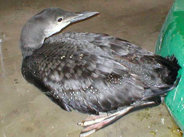 6-14-11 Daily Wildlife Picture Common Loon Juvenile
