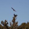 6-15-11 Daily Wildlife Picture Cooper's Hawks Vying for a Perch