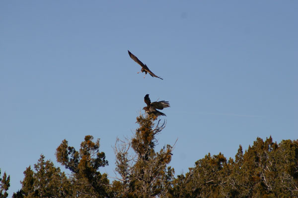 6-15-11 Daily Wildlife Picture Cooper's Hawks Vying for a Perch