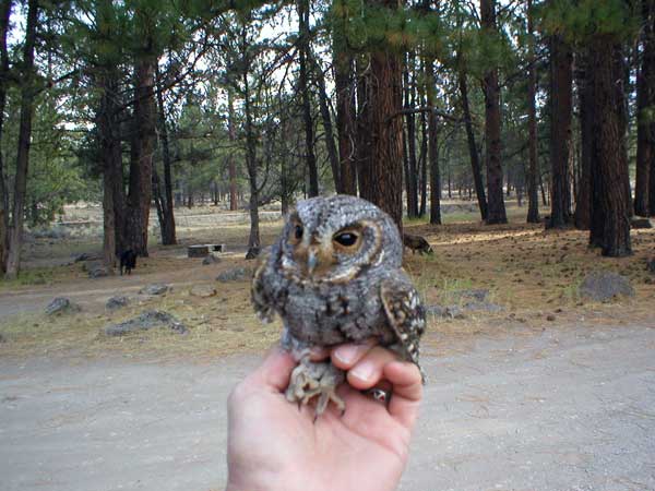 6-16-11 Daily Wildlife Picture Flamulated Owl