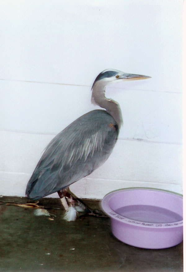 6-17-11 Daily Wildlife Picture Great Blue Heron