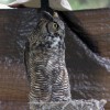 6-18-11 Daily Wildlife Picture Great Horned Owl on Block