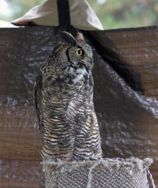 6-18-11 Daily Wildlife Picture Great Horned Owl on Block