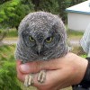 6-19-11 Daily Wildlife Picture Screech Owl Fledgeling