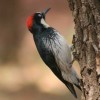 6-2-11 Daily Wildlife Picture Acorn Woodpecker