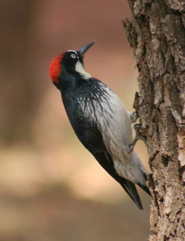 6-2-11 Daily Wildlife Picture Acorn Woodpecker