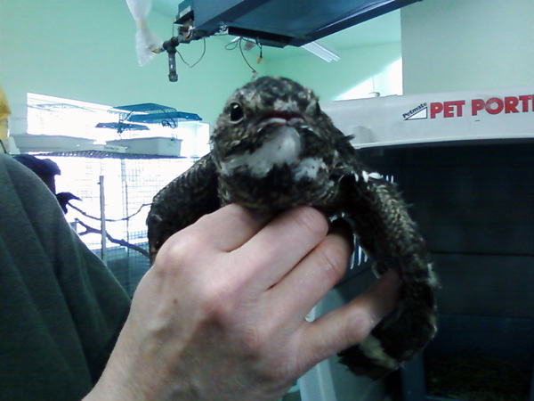 6-20-11 Daily Wildlife Picture Common Nighthawk