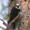 6-21-11 Daily Wildlife Picture Acorn Woodpecker