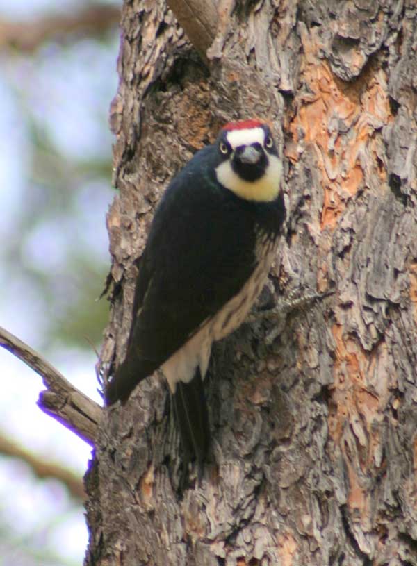 6-21-11 Daily Wildlife Picture Acorn Woodpecker