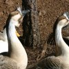 6-22-11 Daily Wildlife Picture Brown Chinese Geese